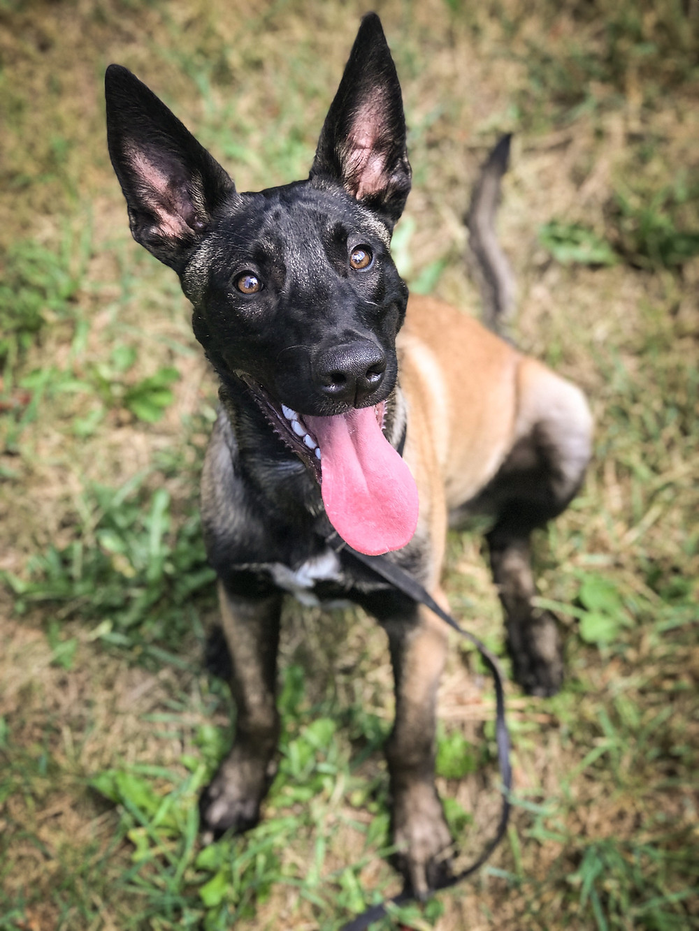 dog training missoula