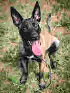 dog training missoula