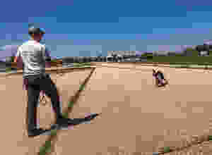 Tracking dog, german shepherd
