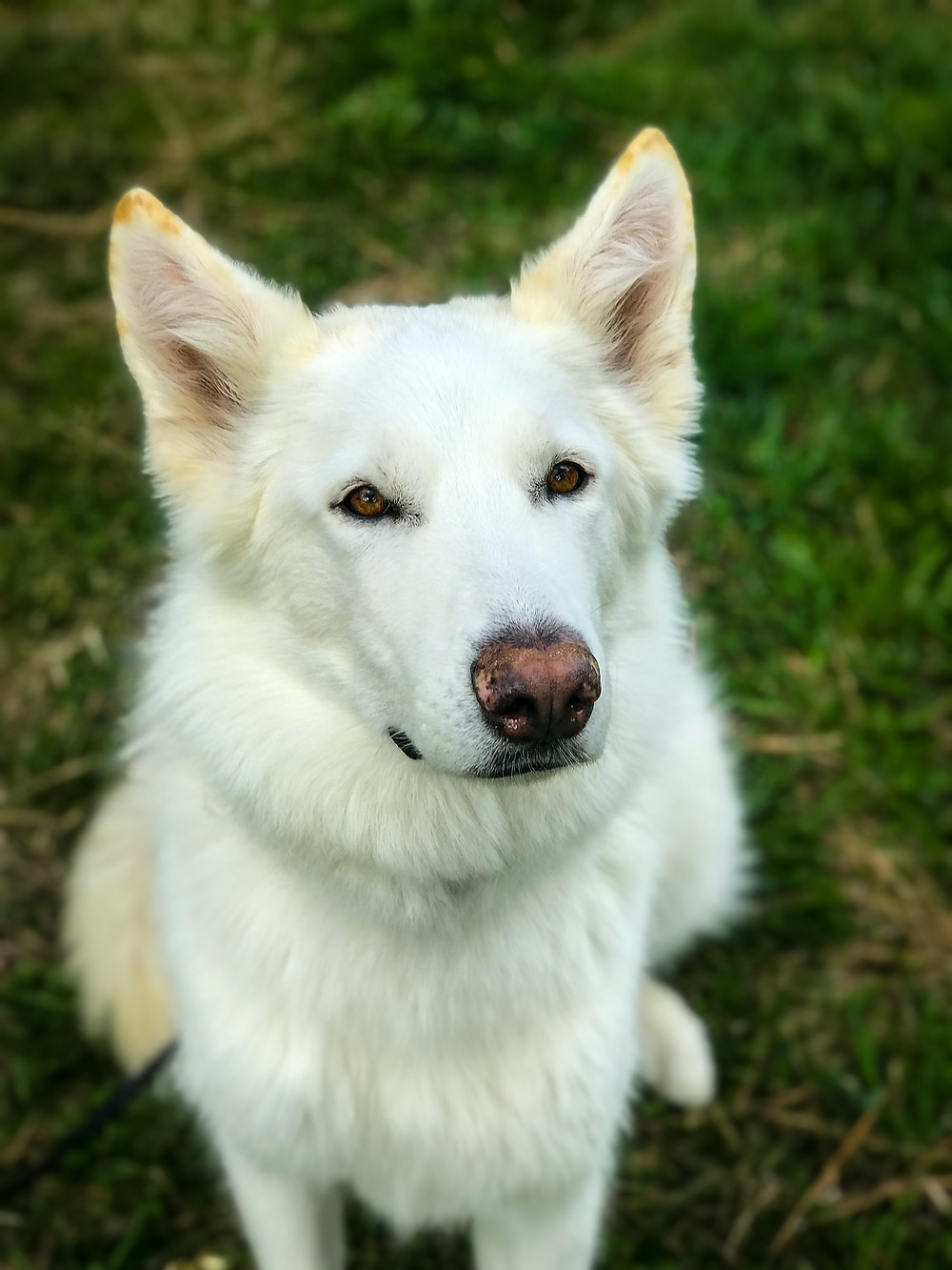White shepherd, german shepherd, dog training missoula, dog trainer missoula