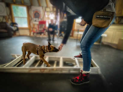 Puppy Imprinting Obstacle Work