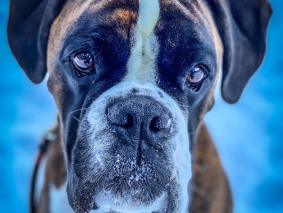 Boxer Max in for Training