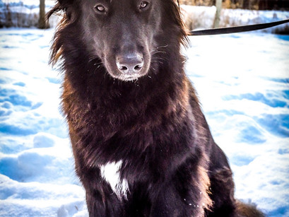 Dawa in for Off Leash Training