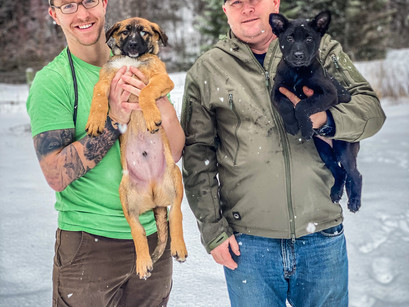 New Working K9 Puppies in for Imprinting and Sale