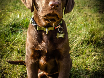 K9 Alfie 