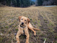 K9 Satchel Shed Hunting