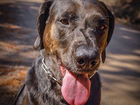 K9 Zoey in for Training