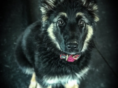 King Shepherd Millie