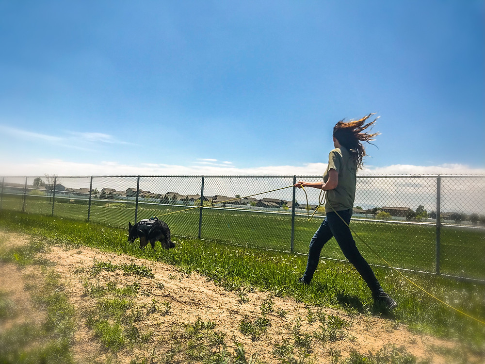 tracking dog, german shepherd
