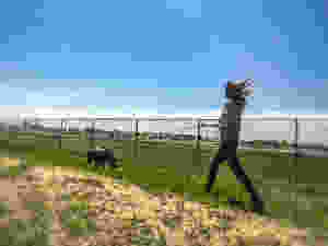 tracking dog, german shepherd