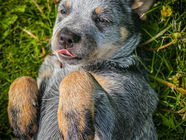 Australian Cattle Dog Roo!