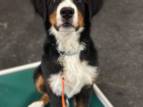 RYP ROLL CALL : November Block