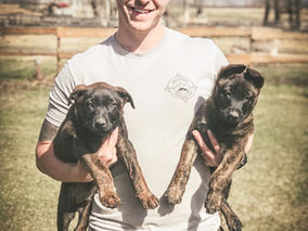 New Puppies in for Foundation Training