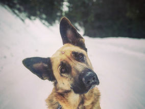 RYP Roll Call : Paws for Thaws Crew