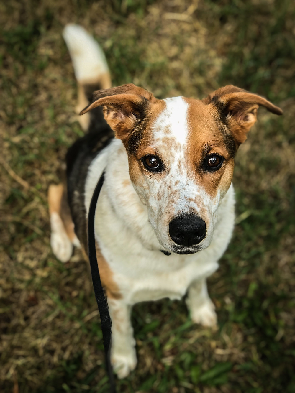 dog training missoula