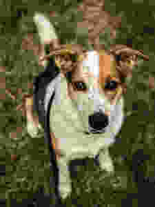 dog training missoula