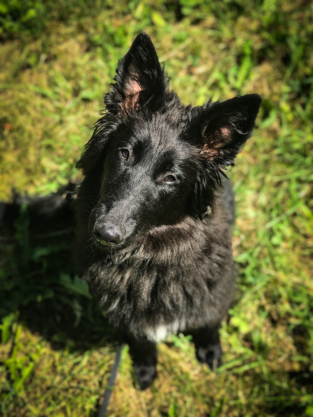 dog training missoula