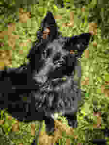 dog training missoula
