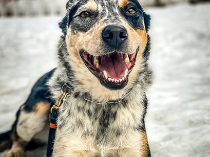 Smiling Shooter