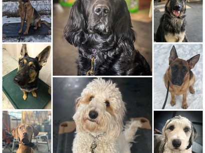 Current Board and Train Clients 12/3/19