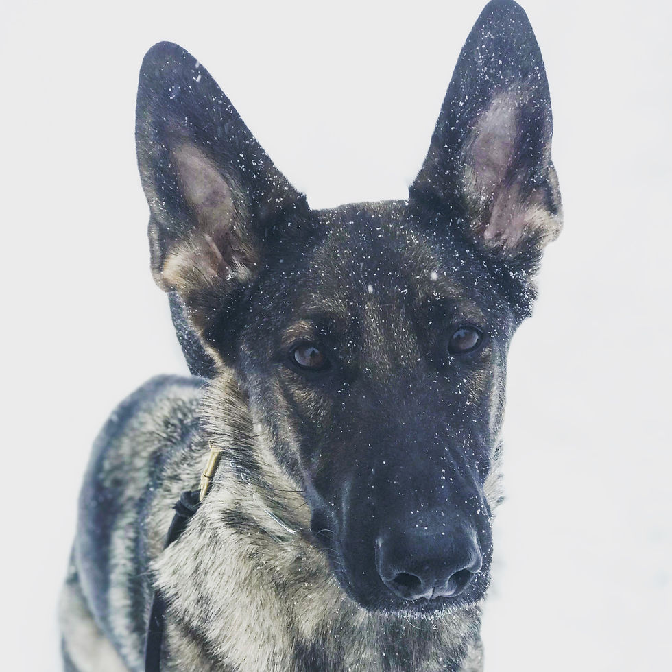 german shepherd, dog training missoula, dog trainer missoula montana