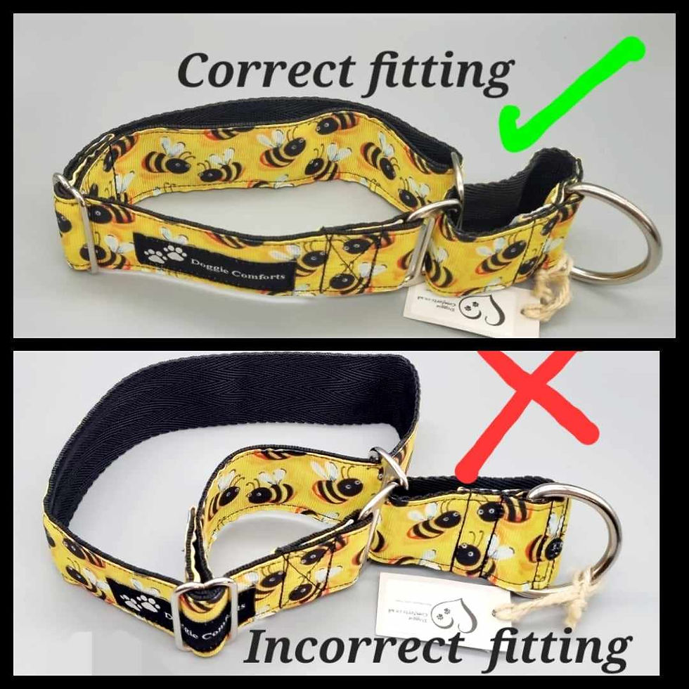 Thumbnail: Plain Martingale dog collars