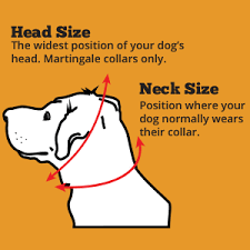Thumbnail: Plain Martingale dog collars