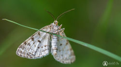 Macrophotographie