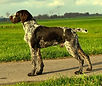 Mirko.webp