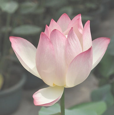 fleur de lotus