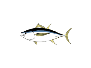 image (1).png