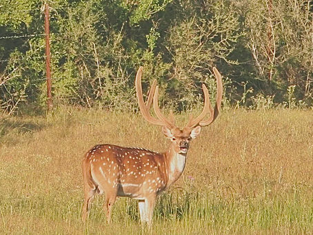 McClendon Ranch