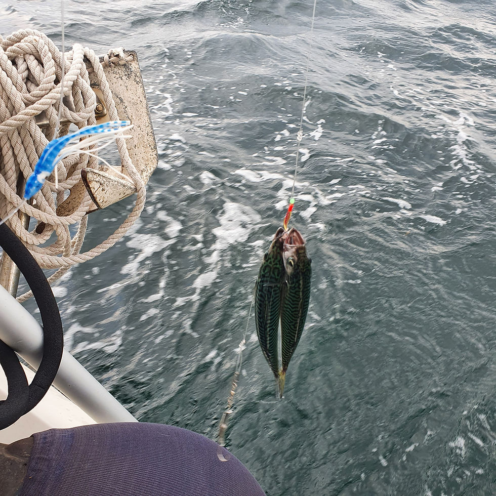 Mackerel caught from a sailing yacht