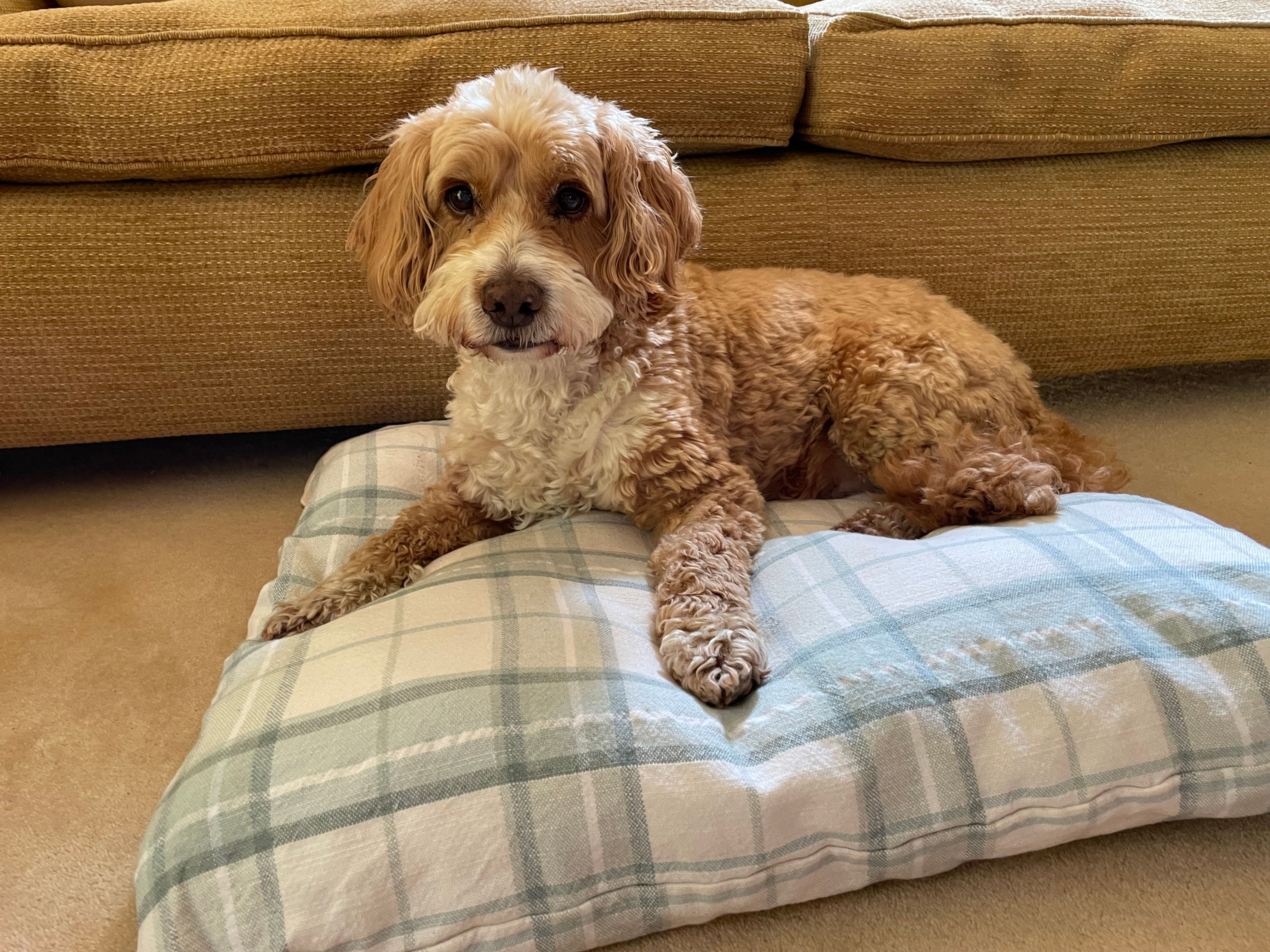 Bespoke Alpaca Fleece Pet Bedding
