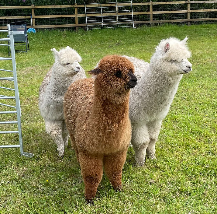 Pre shearing baby boys.jpg