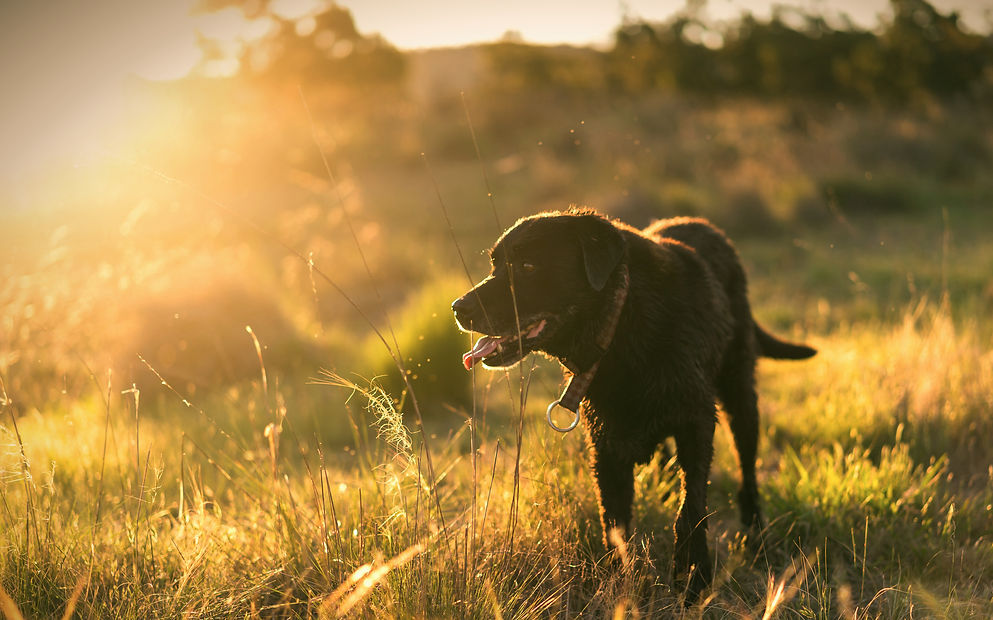 Black Labrador dog standing in a field of tall grass during sunset.