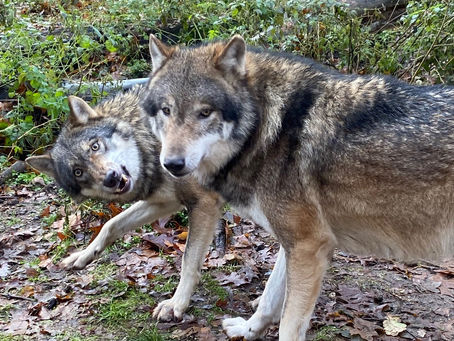 Twee wolven