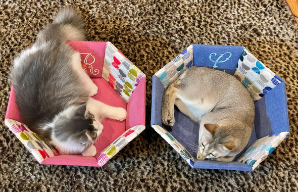 ねこ's ベッド 2.jpeg