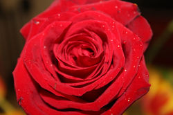 IMG_2868.JPG