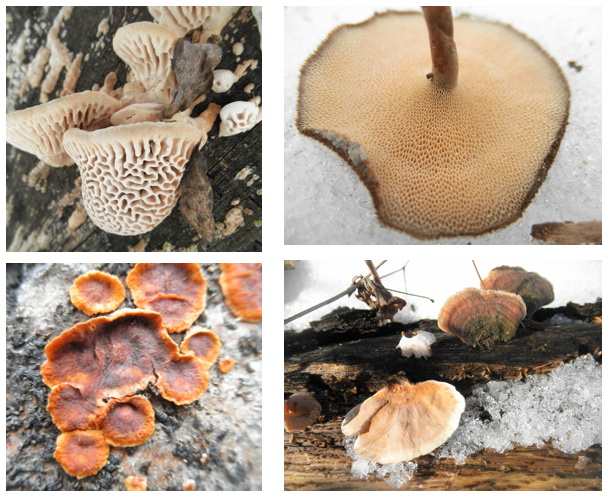 Winter Fungus - The Wildflowers of Winter  with Matt Welter
