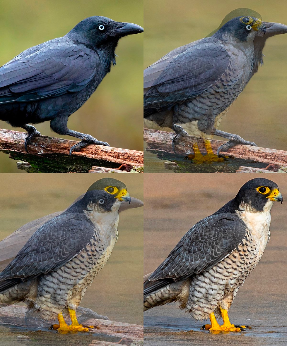 ree