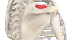 TRIGGER POINT OF THE WEEK – SUPRASPINATUS