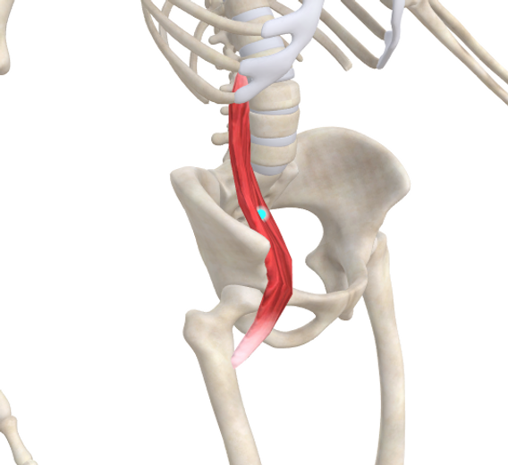iliopsoas