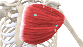 TRIGGER POINT OF THE WEEK – PECTORALIS MAJOR TP
