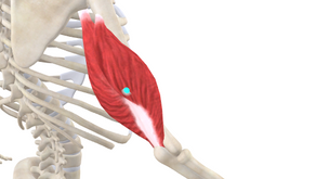 TRIGGER POINT OF THE WEEK – TRICEPS