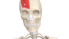 TRIGGER POINT OF THE WEEK – OCCIPITOFRONTALIS/EPICRANIUS