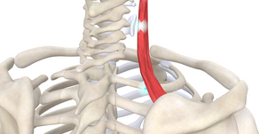 TRIGGER POINT OF THE WEEK – LEVATOR SCAPULAE