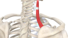 TRIGGER POINT OF THE WEEK – LEVATOR SCAPULAE