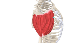TRIGGER POINT OF THE WEEK – DELTOIDIUS