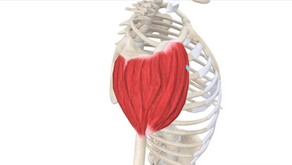 TRIGGER POINT OF THE WEEK – DELTOIDIUS